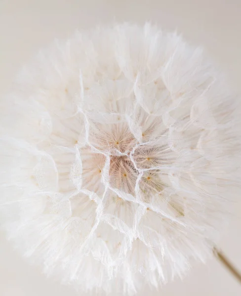 Dandelion Abstrato Fundo Macro Flor Fechamento Macro Sementes Foco Suave — Fotografia de Stock