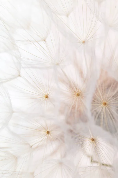 Abstraktes Löwenzahn Makro Blume Hintergrund Makro Nahaufnahme Von Saatgut Weicher — Stockfoto