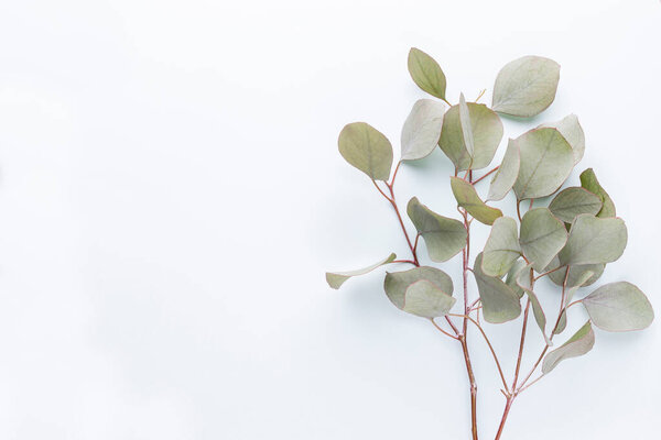 Green leaves eucalyptus on pastel background. flat lay, top view.