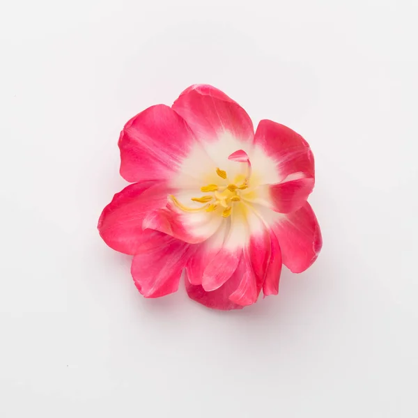 Λίλιακ Τουλίπα Λουλούδια Παστέλ Φόντο — Φωτογραφία Αρχείου