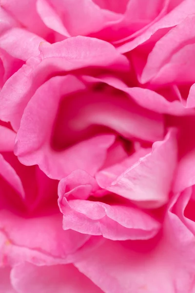 Rose Sfondo Pastello Festa Della Mamma San Valentino Concetto Festa — Foto Stock