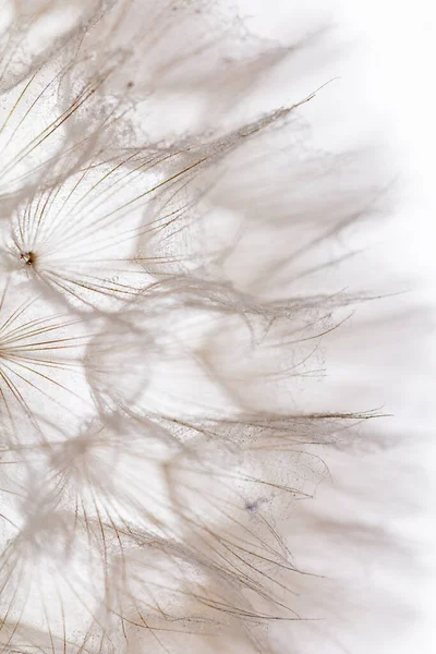 Abstract Dandelion Macro Flower Background Seed Macro Closeup Soft Focus — Stok fotoğraf