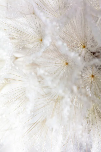 Dandelion Abstrato Fundo Macro Flor Fechamento Macro Sementes Foco Suave — Fotografia de Stock