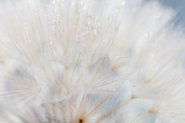 Abstract Dandelion Macro Flower Background Seed Macro Closeup Soft Focus — Stock fotografie