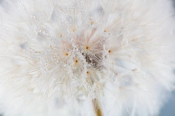 Abstract Dandelion Macro Flower Background Seed Macro Closeup Soft Focus — Stok fotoğraf