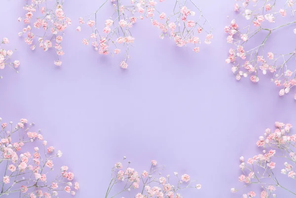 Gypsophila Flowers Pastel Background Flat Lay Top View Copy Space Imagens De Bancos De Imagens Sem Royalties