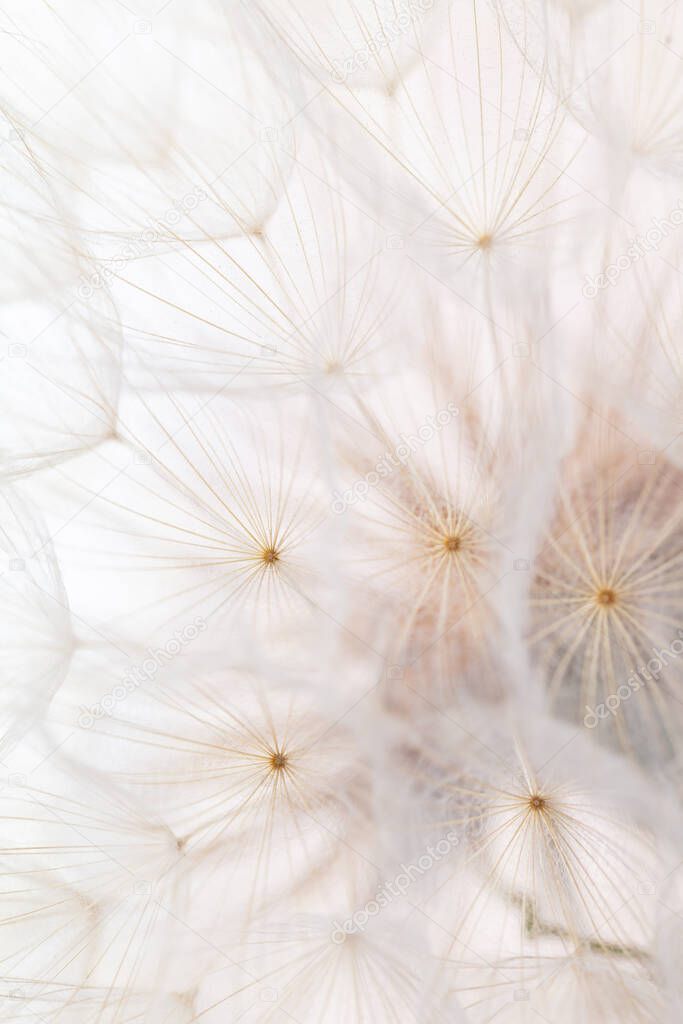 Abstract dandelion macro flower background. Seed macro closeup. Soft focus