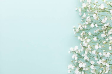 Pastel arka planda çingene çiçekleri. Düz konum, üst görünüm, kopyalama alanı.