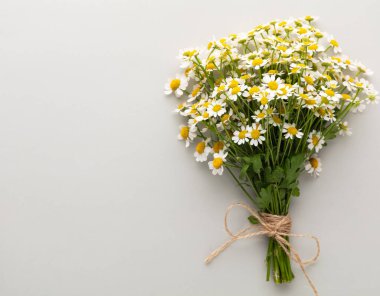 Papatya çiçeği arka planı. Doğal şifalı bitkiler. Bitkisel ilaçlar. Homeopati alternatif tıp geçmişlerini sonlandırdı.