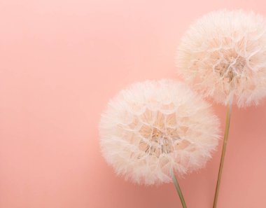 Soyut karahindiba çiçeği arkaplanı. Tohum makrosu yakın plan. Yumuşak odak