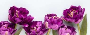 Pastel arka planda leylak lale çiçekleri.