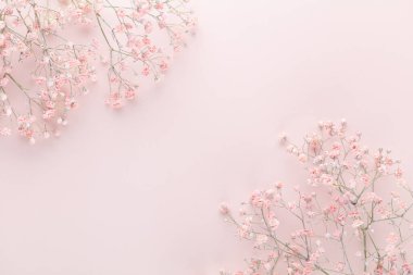 Pastel arka planda çingene çiçekleri. Düz konum, üst görünüm, kopyalama alanı.