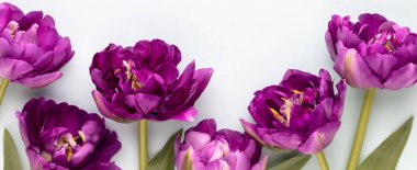 Pastel arka planda leylak lale çiçekleri.