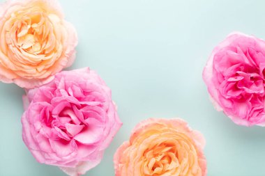 Roses on pastel background. Mother's day, Valentines Day, Birthday celebration concept. Greeting card. Copy space for text, top view.