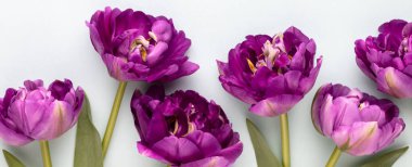 Pastel arka planda leylak lale çiçekleri.