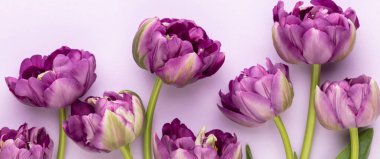 Pastel arka planda leylak lale çiçekleri.