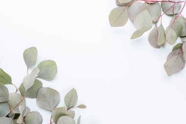 Pastel arka planda yeşil okaliptüs yaprakları. düz yatış, üst görünüm.