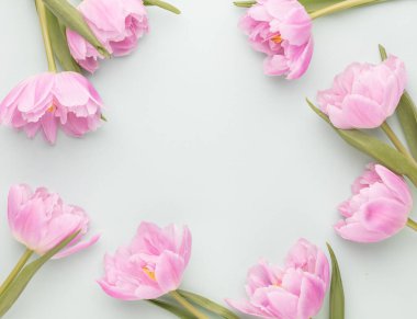 Pastel arka planda pembe lale çiçekleri.