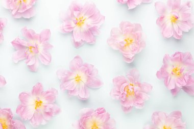 Pastel arka planda pembe laleler çiçek açıyor..