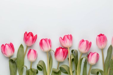 Pastel arka planda pembe lale çiçekleri.