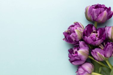 Pastel arka planda leylak lale çiçekleri.