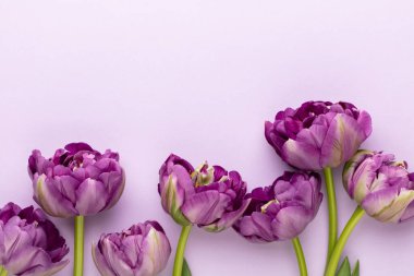 Pastel arka planda leylak lale çiçekleri.