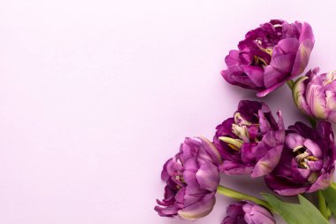 Pastel arka planda leylak lale çiçekleri.