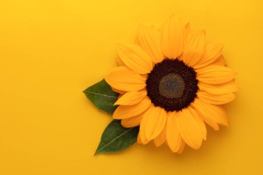 Parlak arka planda güzel, taze bir ayçiçeği. Düz konum, üst görünüm, kopyalama alanı. Ayçiçeği doğal arka plan. Çiçek kartı