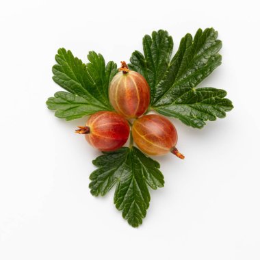 Beyaz arka planda bektaşi üzümü yapraklı olgun kırmızı Bektaşi üzümü..