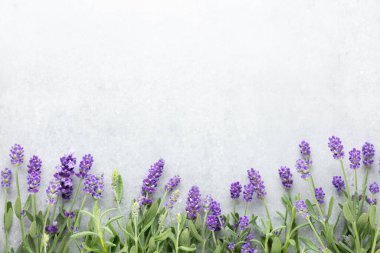 Pastel arka planda lavanta çiçekleri. Uzayı kopyala Üst manzara, düz uzanma