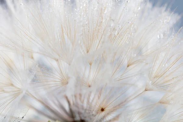 Abstract Dandelion Macro Flower Background Seed Macro Closeup Soft Focus — Stok fotoğraf