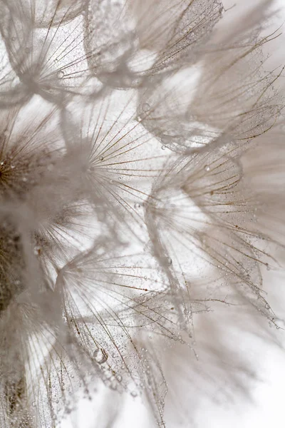 Dandelion Abstrato Fundo Macro Flor Fechamento Macro Sementes Foco Suave — Fotografia de Stock