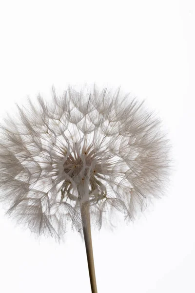 Abstract Dandelion Macro Flower Background Seed Macro Closeup Soft Focus — Stock fotografie