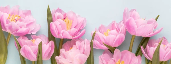 Różowy Kwiat Tulipana Niebieskim Tle Miłość Międzynarodowe Dzień Kobiet Dzień — Zdjęcie stockowe