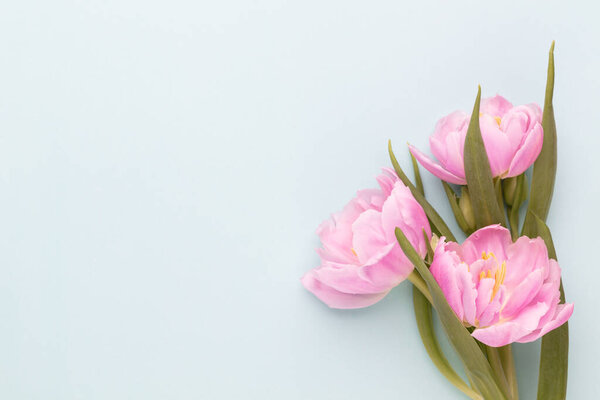 Pink tulip flower on blue background. Love, International Women day, Mother day and Happy Valentine day concept.