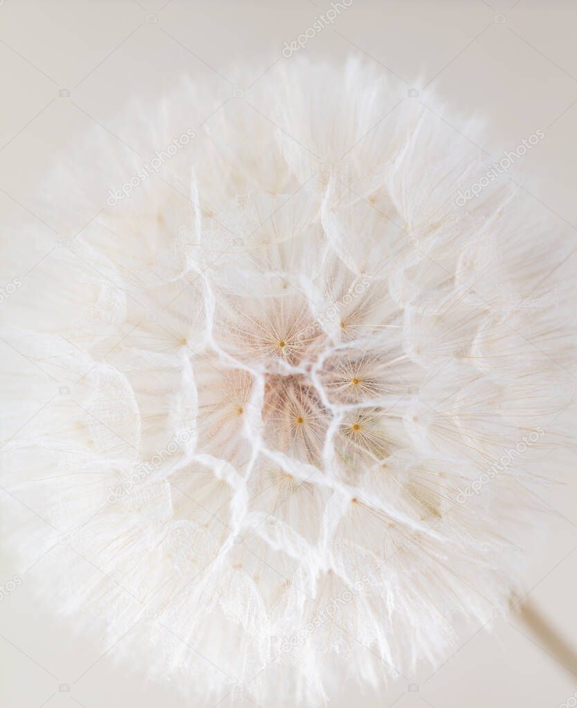 Abstract dandelion macro flower background. Seed macro closeup. Soft focus