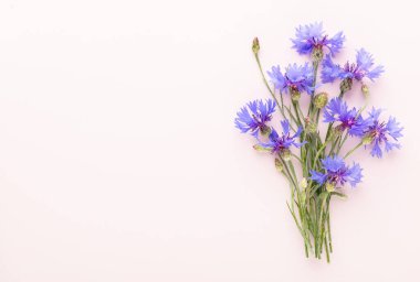 Alternatif tıp. Centaurea siyanus, Cornflower Herb kapsülü, Besleyici.