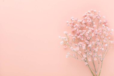 Gypsophila flowers on pastel background. Flat lay, top view, copy space.