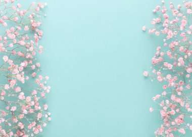Pastel arka planda çingene çiçekleri. Düz konum, üst görünüm, kopyalama alanı.