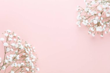 Pastel arka planda çingene çiçekleri. Düz konum, üst görünüm, kopyalama alanı.