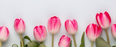 Pastel arka planda pembe lale çiçekleri.