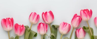 Pastel arka planda pembe lale çiçekleri.