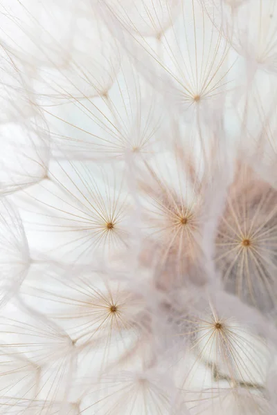 Abstract Dandelion Macro Flower Background Seed Macro Closeup Soft Focus — Stok fotoğraf