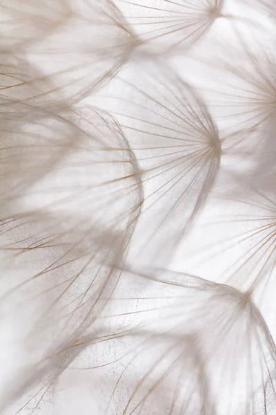 Abstract Dandelion Macro Flower Background Seed Macro Closeup Soft Focus — Stok fotoğraf