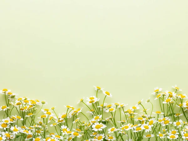 Flowers composition. Chamomile flowers on pastel background. Spring, summer concept. Flat lay, top view, copy space.