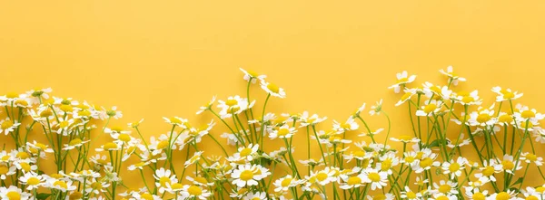 Flowers composition. Chamomile flowers on pastel background. Spring, summer concept. Flat lay, top view, copy space.