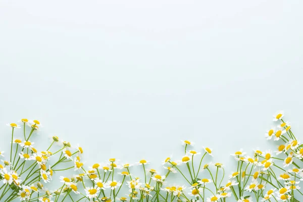 Flowers composition. Chamomile flowers on pastel background. Spring, summer concept. Flat lay, top view, copy space.