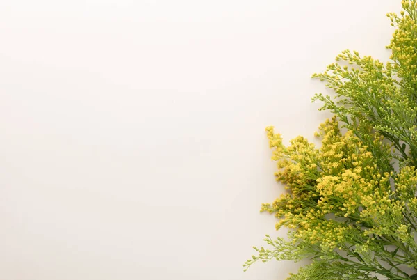Лекарственные Травяные Цветы Пастельном Фоне Травяная Медицина Мбаппе Вид Сверху — стоковое фото