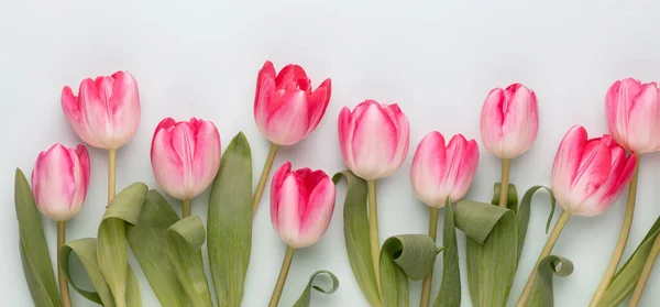 Pink tulip flowers on pastel background.