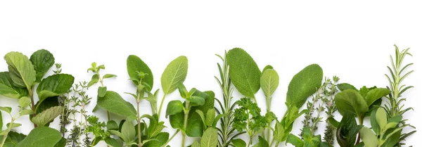 Spice Plant Isolated White Background Top View Flat Lay Pattern Stock Image